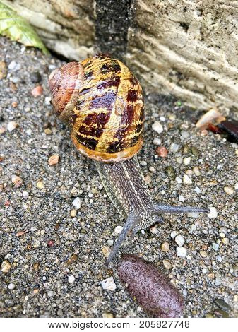 European snail (Cornu aspersum) on a rainy day
