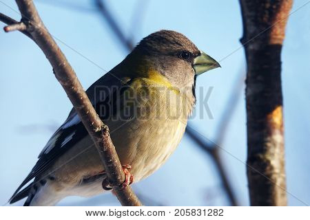 Female Evening Grosbeak Coccothraustes Vespertinus Perched On Branch