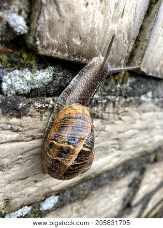 European snail (Cornu aspersum) on a rainy day