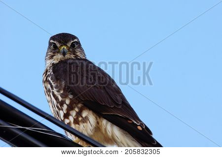Merlin Falco Columbarius On A Wire Looking Down