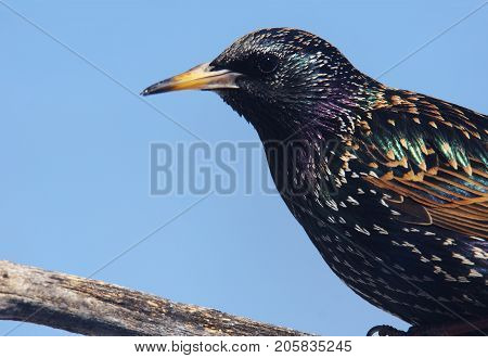 European Starling Bird, Sturnus Vulgaris On Branch