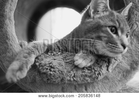 cute Cat with wedding rings, black and white