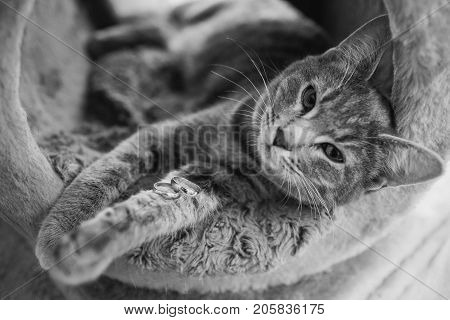 cute Cat with wedding rings, black and white