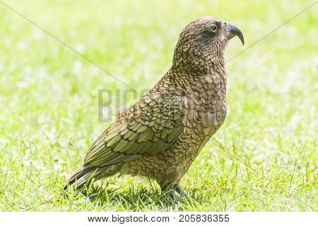 Nestor Notabilis, Kea is an endemic mountain parrot in Arthur's Pass - Southern Alps, New Zealand. It is a very smart, omnivorous bird 