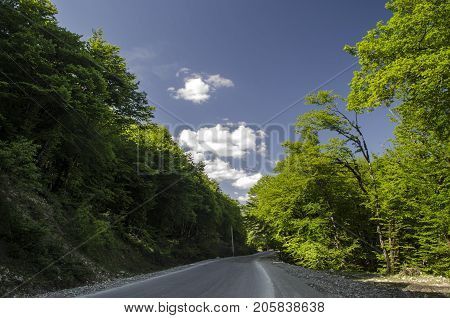 View Of Branch With Bright Summer Green Color Leaves With Blurred Forest And The Blue Sky On Backgro