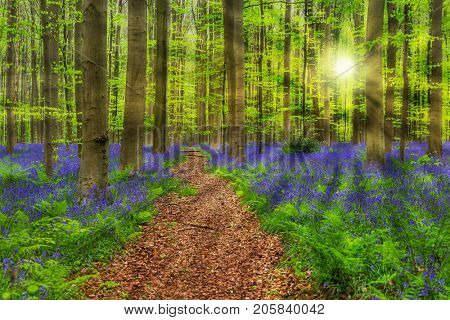 Famous forest Hallerbos in Brussels Belgium - nature background
