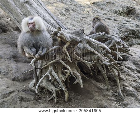 Pavian male and female on a fallen tree in nature.