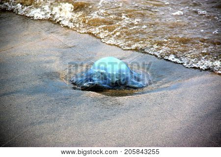 The big blue jellyfish was washed ashore.