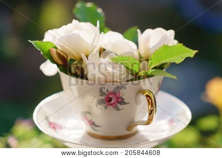 white roses in the cup