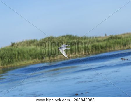 Whiskered tern flying in Italian pond; species Chlidonias hybrida family of Laridae