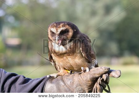 Malaysian wood owl sitting on the gloved hand of its owner