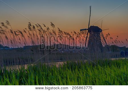 Picturesque Image of Historic Dutch Windmill In Front of The Canal and Ears of Wheat Located in Traditional Village in Holland The Netherlands. Shot at Kinderdijk During Golden Hour. Horizontal Image Composition