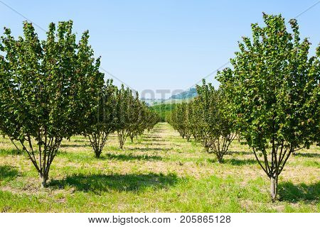 Hazel cultivation from Langhe region Italy. Italian agriculture. Unesco world heritage site.
