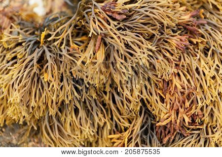 Channelled Wrack (pelvetia Canaliculata)