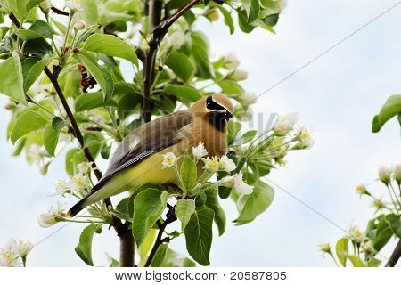 Cedar Waxwing szuka winnych
