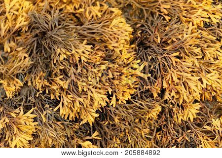 Channelled Wrack (pelvetia Canaliculata)