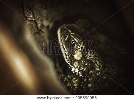 Macro shot of real toad hiding in the tree