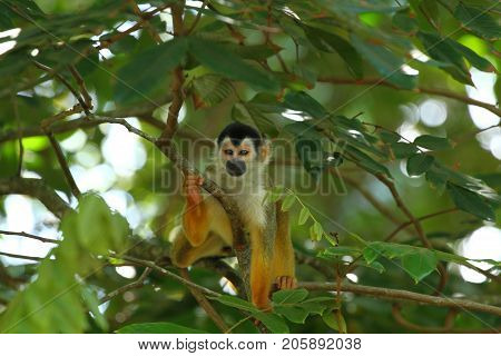 Central american Squirrel Monkey in Costa Rica Saimiri sciureus