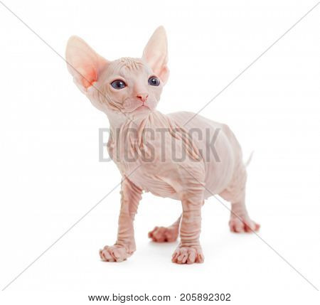 Donskoy sphynx albino hairless cat isolated on white