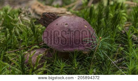 Tricholomopsis Rutilans Mushroom In Green Wet Moss