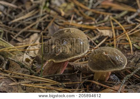 Xerocomellus Chrysenteron Mushroom In Needles Forest In South Bohemia