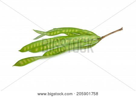 fresh leucaena pods with stem on white background