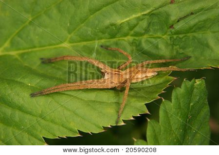 보육 웹 거미 (Pisaura mirabilis)