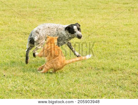 Ginger tabby cat swatting at an obnoxious spotted dog, protecting his personal space