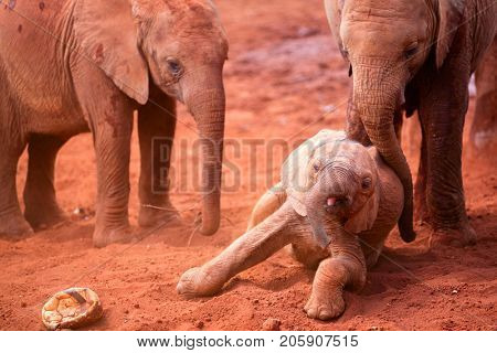 Close up of elephants in safari park