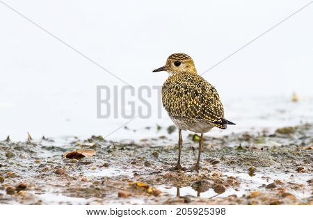 Eurasian Golden Plover Pluvialis Apricaria, On Beach With Light Background