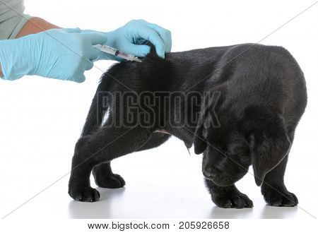 labrador retriever puppy getting vaccinated on white background