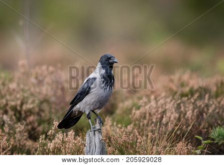Hooded Crow Sitting On Stump Tree With Autumn Color Background