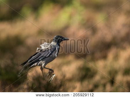 Hooded Crow Sitting On Branch With Autumn Color Background