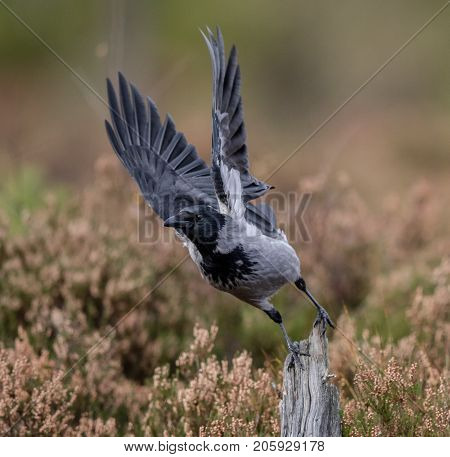 Hooded Crow With Raised Wings Taking Off From Its Post