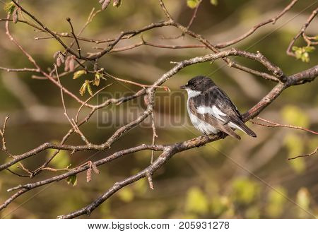 Pied Flycatcher - Ficedula Hypoleuca Male On Branch
