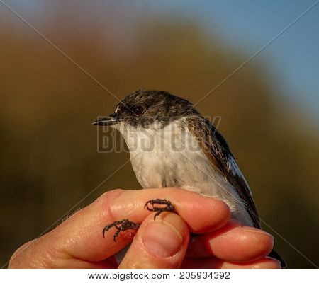 Pied flycatcher, Ficedula hypoleuca, male bird is held in a womans hand for ringing, or banding, in Jomfruland Bird Station Norway