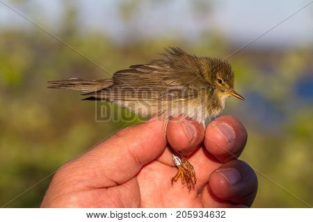 willow warbler, Phylloscopus trochilus, bird is held in a womans hand for ringing, or banding, in Jomfruland Bird Station Norway