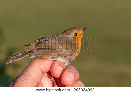 Robin, Erithacus rubecula, bird is held in a womans hand for ringing, or banding, in Jomfruland Bird Station Norway