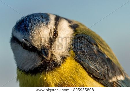 bird is held in a womans hand for ringing, or banding, in Jomfruland Bird Station Norway