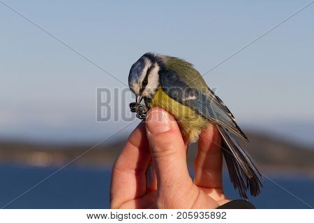 bird is held in a womans hand for ringing, or banding, in Jomfruland Bird Station Norway