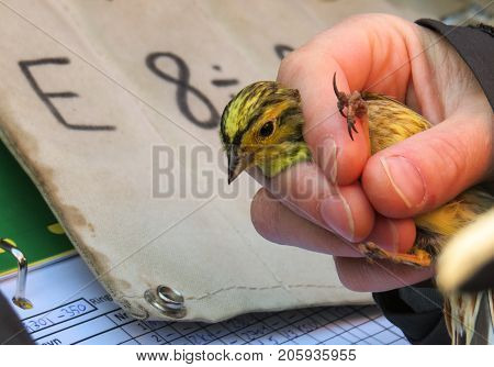Yellowhammer, Emberiza citrinella, bird is held in a womans hand for ringing, or banding, in Jomfruland Bird Station Norway