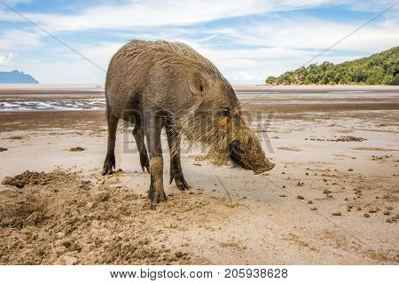 This wild bornean bearded pig, Sus Barbatus, a wild animal living in Bako national park, Kuching, Malaysia, Borneo. It digs in the sand with the snout, finding food.