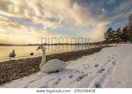 Mute swans - Cygnus olor - in the ocean at Hamresanden, Kristiansand, Norway. Hamresanden is a popular beach at summertime, but also a good bird location.