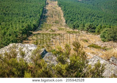 Wide angle of huge firebreak and pine tree forest in the mountain
