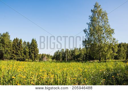 Field and forest far in the background in a summer day