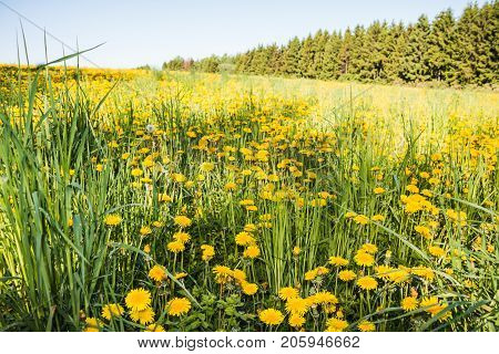 Field and forest far in the background in a summer day