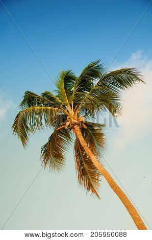 Palm tree with coconuts against the blue sky.