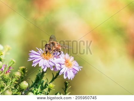 Bee moving from flower to flower pollinating as it goes.