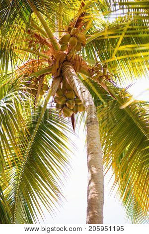 Palm tree with coconuts against the blue sky.