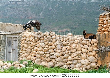 Two goats on a wall of a house at Socotra isalnd Yemen